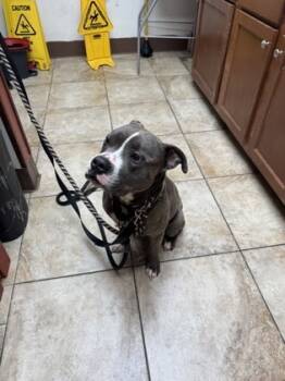 Rescue Mixed Breed Dogs for Adoption in Cincinnati, Ohio - Kramer | PetCurious