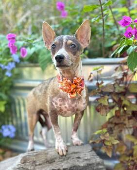 Rescue Chihuahua and Australian Cattle Dog Blue Heeler Dogs for Adoption in Fairfield, Connecticut - Whimsy | PetCurious