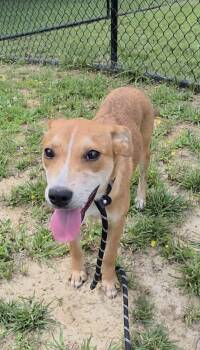 Slinky -  Carolina Dog Dog for Adoption in Shepherdsville, Kentucky - Slinky | PetCurious