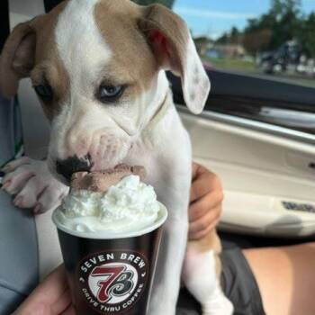 Ryder -  Mixed Breed Dog for Adoption in Belleville, Illinois - Ryder | PetCurious
