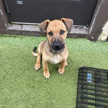Bear -  Mixed Breed Dog for Adoption in Loxahatchee Groves, Florida - Bear | PetCurious