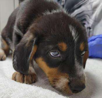 Wild Card -  Australian Cattle Dog Blue Heeler and Beagle Dog for Adoption in Portage, Wisconsin - Wild Card | PetCurious