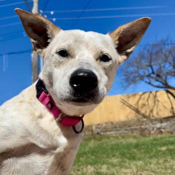 Mia -  Cattle Dog Dog for Adoption in Lenexa, Kansas - Mia | PetCurious