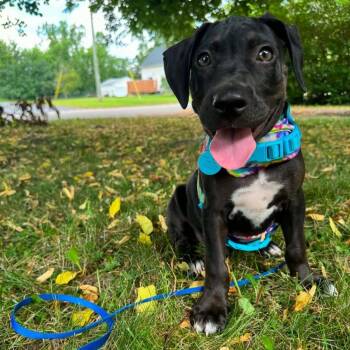 Colter -  Mixed Breed Dog for Adoption - Colter | PetCurious