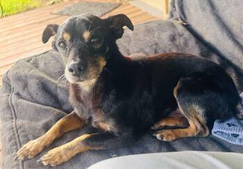 Rescue Chihuahua Dogs for Adoption in Uxbridge, Massachusetts - Sprocket | PetCurious