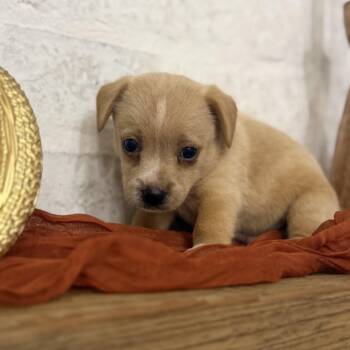 Willie -  Chihuahua and Dachshund Dog for Adoption in Baton Rouge, Louisiana - Willie | PetCurious