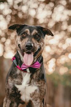 Rescue Shepherd and Hound Dogs for Adoption in Humble, Texas - Sasha | PetCurious