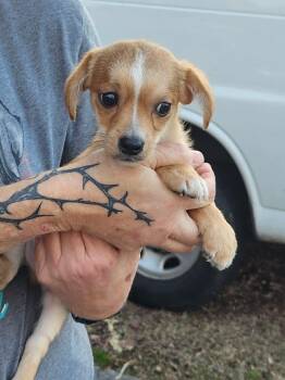 Shih Tzu and Chihuahua Dogs Available for Adoption in West Palm Beach, Florida - Cody * | PetCurious