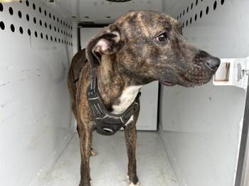 Plott Hound and Pit Bull Terrier Dogs Available for Adoption in Sacramento, California - DOLORES | PetCurious