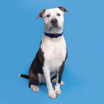 Bogey -  Mixed Breed Dog for Adoption in Franklin, Tennessee - Bogey | PetCurious