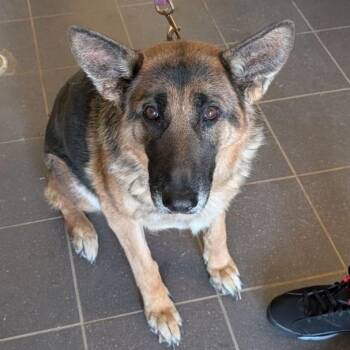 Mixed Breed Dogs Available for Adoption in Fairport, New York - Twister | PetCurious