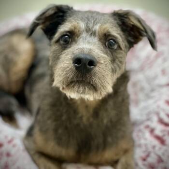 Louis- 52356 -  Terrier Dog for Adoption in Columbia, Maryland - Louis- 52356 | PetCurious