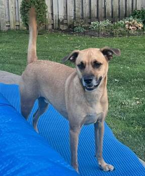 Rescue Mixed Breed Dogs for Adoption in King City, Ontario - Bailey (was Gregor) | PetCurious
