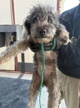 61586076 -  Miniature Poodle and Terrier Dog for Adoption in El Paso, Texas - 61586076 | PetCurious