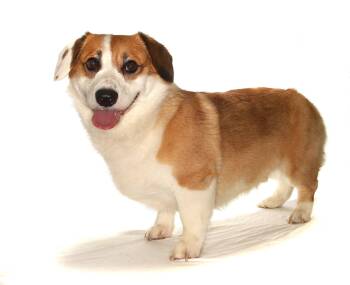 Corgi Dogs Available for Adoption in Oakland Park, Florida - Teddy | PetCurious