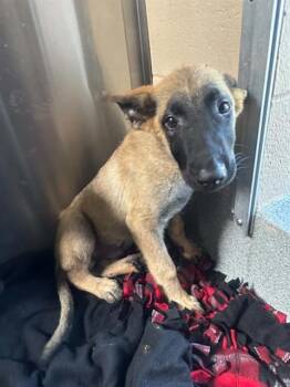BRUNO -  German Shepherd Dog and Belgian Shepherd Malinois Dog for Adoption in Tustin, California - BRUNO | PetCurious