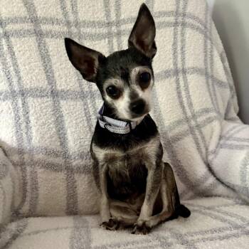 Chihuahua and Mixed Breed Dogs Available for Adoption in Pelham, New Hampshire - Nina | PetCurious