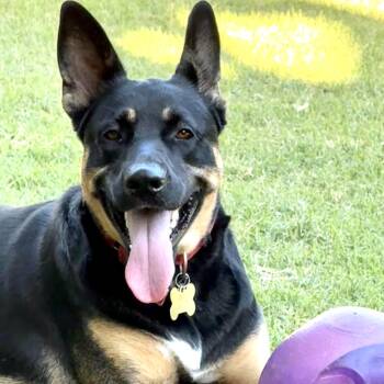 PIPPA -  German Shepherd Dog and Siberian Husky Dog for Adoption in Thousand Oaks, California - PIPPA | PetCurious