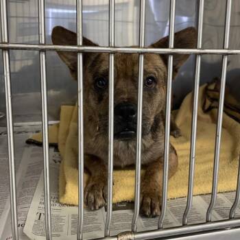 Tiger -  French Bulldog and Terrier Dog for Adoption in Hawthorne, California - Tiger | PetCurious