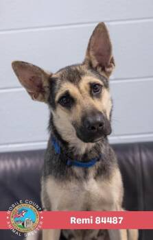 Remi -  German Shepherd Dog Dog for Adoption in Mobile, Alabama - Remi | PetCurious