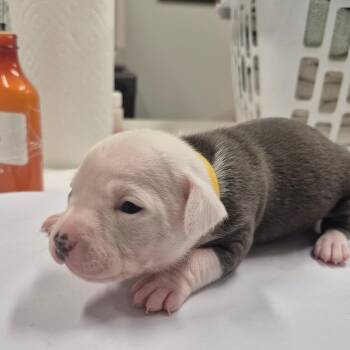 Boxer and Dachshund Dogs Available for Adoption - Mira | PetCurious