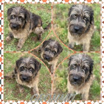 Standard Schnauzer and Mixed Breed Dogs Available for Adoption in Fort Smith, Arkansas - Grommit | PetCurious