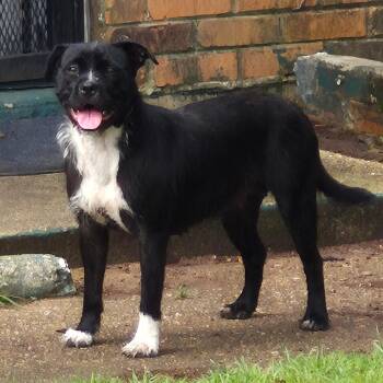 Harriet -  Wirehaired Terrier and Mixed Breed Dog Available for Adoption in Montgomery, Alabama - Harriet | PetCurious