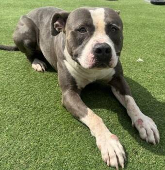 Pit Bull Terrier and Mixed Breed Dogs Available for Adoption in Farmers Branch, Texas - Ripp | PetCurious