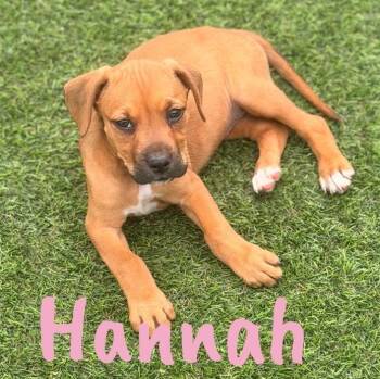 Pit Bull Terrier Dogs Available for Adoption in Wilmington, Illinois - Hannah | PetCurious