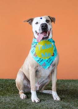ROCCO -  American Staffordshire Terrier and Mixed Breed Dog for Adoption in Doral, Florida - ROCCO | PetCurious