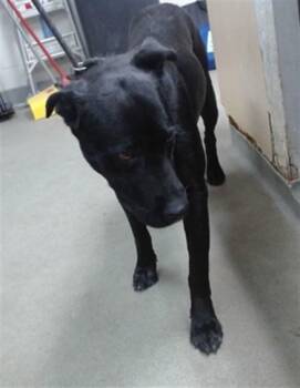 SELENE -  Labrador Retriever Dog for Adoption in Salinas, California - SELENE | PetCurious