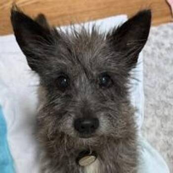 Tin Man -  Cairn Terrier Dog for Adoption in Raleigh, North Carolina - Tin Man | PetCurious