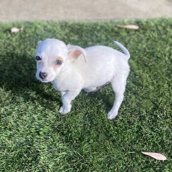 Chihuahua and Terrier Dogs Available for Adoption in Escondido, California - Timmy | PetCurious
