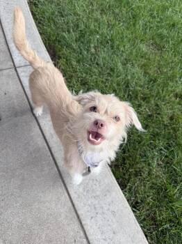 Tansley -  Shih Tzu and Chihuahua Dog for Adoption - Tansley | PetCurious