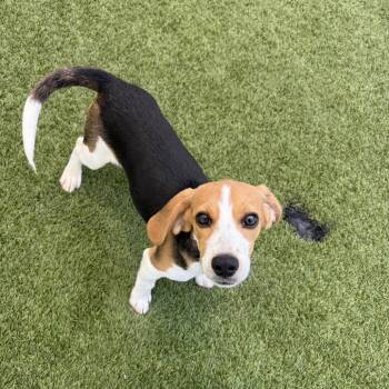 ZRE6 aka Ava 1130 -  Beagle Dog for Adoption in Loxahatchee Groves, Florida - ZRE6 Aka Ava 1130 | PetCurious