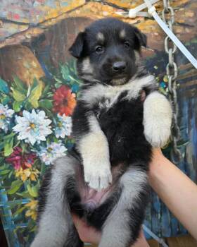 Zuki -  Shepherd and Husky Dog for Adoption in San Diego, California - Zuki | PetCurious