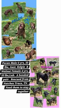 PECAN & WALNUT (BONDED PAIR) -  Australian Kelpie and Labrador Retriever Dog for Adoption in Jackson, Tennessee - PECAN & WALNUT (BONDED PAIR) | PetCurious