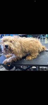 Shih Poo Dogs Available for Adoption in St. Louis, Missouri - Phillip | PetCurious
