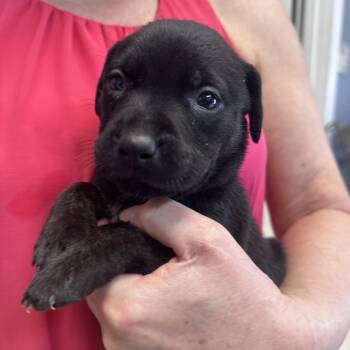 Skye B -  American Bully Dog for Adoption in Dyersburg, Tennessee - Skye B | PetCurious