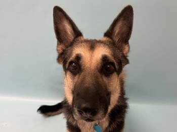 Rescue German Shepherd Dog Dogs for Adoption in Woodbury, Minnesota - Tyson | PetCurious