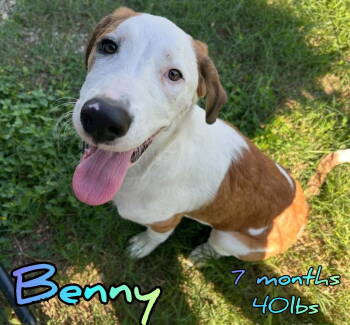 Rescue Hound Dogs for Adoption in Holbrook, New York - BENNY | PetCurious