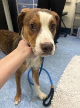Colby Jack -  Mixed Breed Dog for Adoption in Charleston, South Carolina - Colby Jack | PetCurious