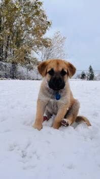 Rescue Mixed Breed Dogs for Adoption in Sioux Falls, South Dakota - Mika | PetCurious