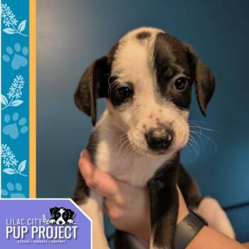 Rescue Mixed Breed and Poodle Dogs for Adoption in Spokane, Washington - Honey Ham | PetCurious