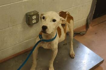 LIBERTY -  Mixed Breed Dog for Adoption in Columbia, South Carolina - LIBERTY | PetCurious