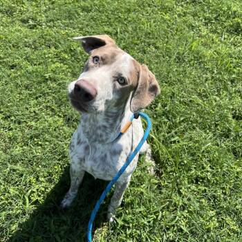 Joshua -  Hound and Pointer Dog for Adoption in Wilmington, Delaware - Joshua | PetCurious