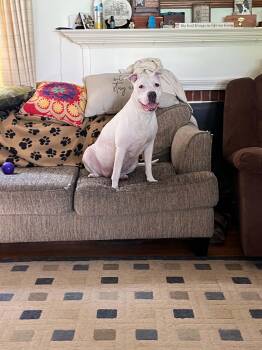 Paige -  American Bully Dog for Adoption in Darien Center, New York - Paige | PetCurious