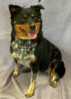 Rosie Q -  Rottweiler and Australian Cattle Dog Blue Heeler Dog for Adoption in Lodi, California - Rosie Q | PetCurious
