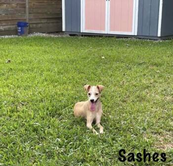 Sashes -  Chihuahua Dog for Adoption in Walker, Louisiana - Sashes | PetCurious