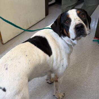Cliff 26-10-134 -  Treeing Walker Coonhound Dog for Adoption in Bastrop, Texas - Cliff 26-10-134 | PetCurious